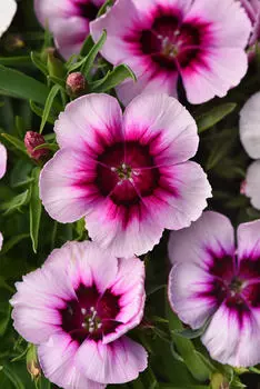 Гвоздика китайская Коронет Вайт Перпл ай