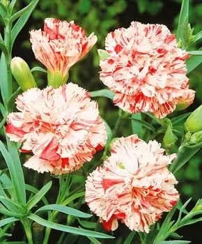 Гвоздика садовая Шабо Пёстрая фантазия