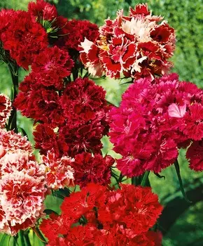 Гвоздика турецкая Супер дюплекс микс