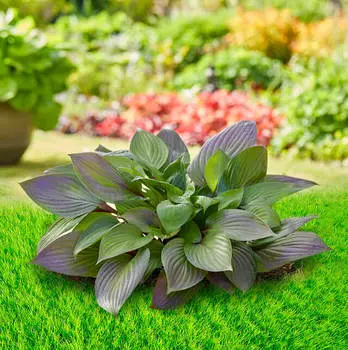 Хоста Фёрст блаш