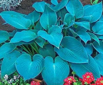 Хоста Канадская голубая