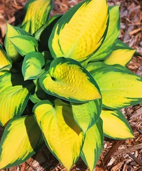 Хоста Оранжевый мармелад