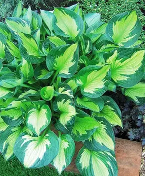 Хоста Вольный ветер