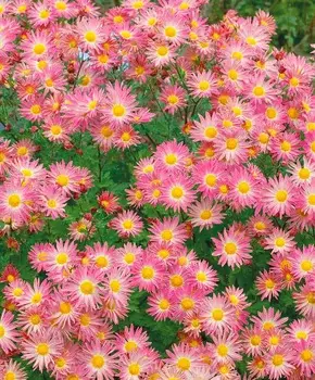 Хризантема Анастасия