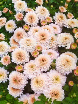 Хризантема Дафна перл