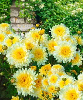 Хризантема Элен вайт