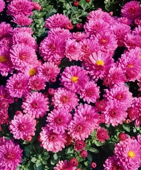 Хризантема Лелия