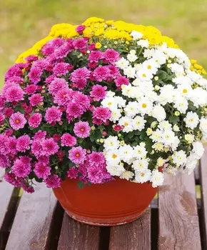 Хризантема Махровый ранний набор