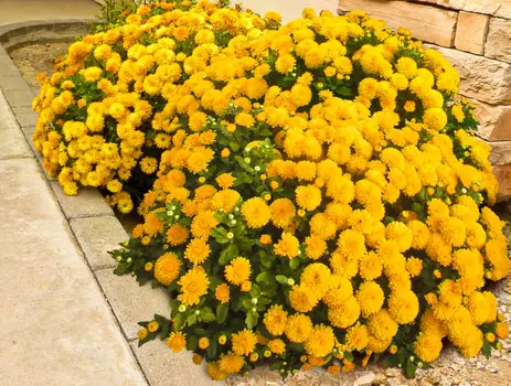 Хризантема Мишаль