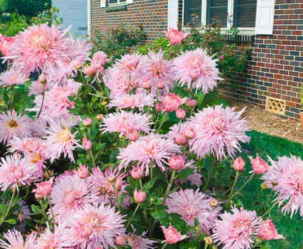 Хризантема Перлинка розовая