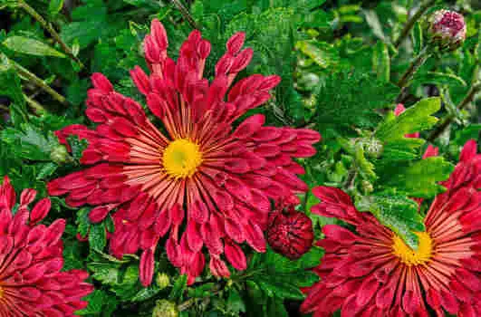 Хризантема Вересневый бисер