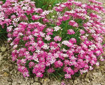 Иберис Гибралтарский