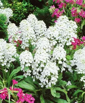 Иберис Императрица