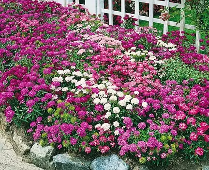 Иберис Сказка Яркий набор