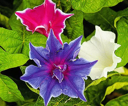 Ипомея Доброе утро набор