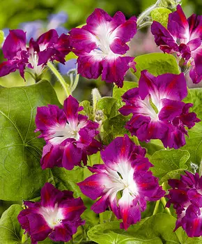 Ипомея Кружево