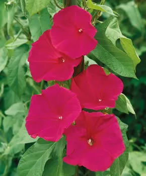 Ипомея Скарлетт О`Хара