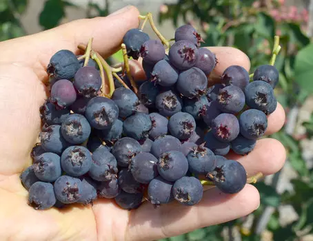 Ирга Мартин