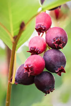 Ирга Нортлайн