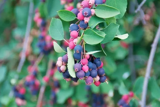 Ирга Тиссен