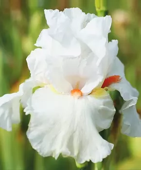 Ирис бородатый Летняя роскошь