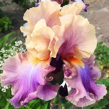 Ирис бородатый Радужные переливы