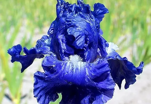 Ирис бородатый Сапфировая заря