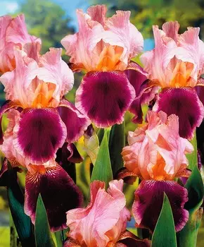 Ирис бородатый Вино и розы