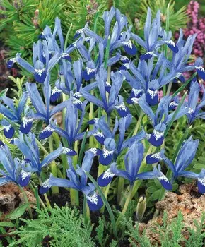 Ирис Клаирет