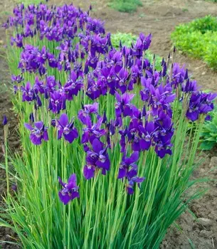 Ирис кровный