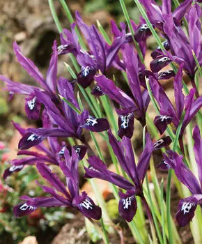 Ирис Паулин