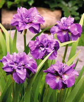 Ирис сибирский Королевский опал