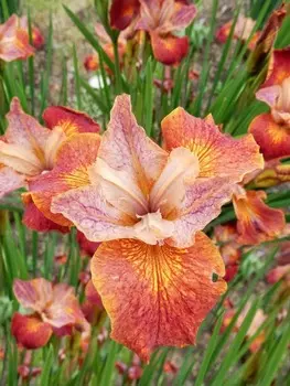 Ирис сибирский Паприка