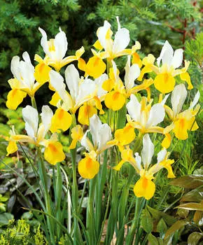 Ирис Симфония