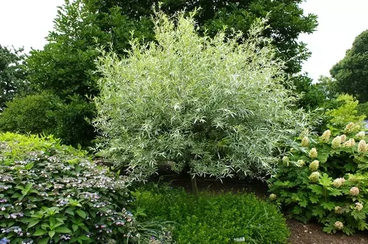 Ива серебристая