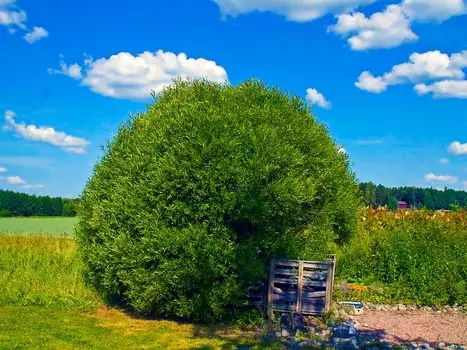 Ива шаровидная