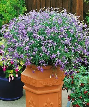 Изотома Тристар Насыщенно-голубая