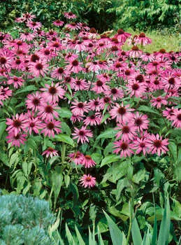 Эхинацея Пурпурная мантия