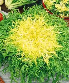 Эндивий Мирна