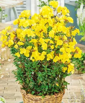 Энотера миссурийская Жёлтая