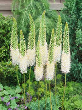 Эремурус Лайн дэнс