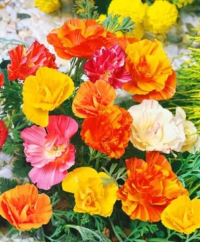 Эшшольция Балерина Яркий набор