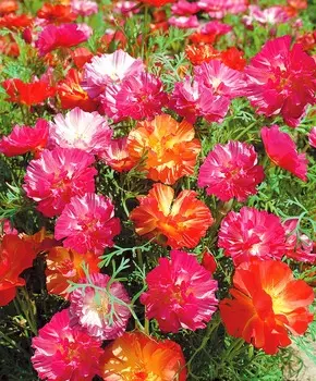 Эшшольция Джелли бинс набор