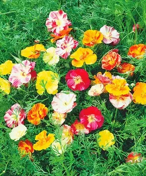 Эшшольция Колокольчики Цветной набор