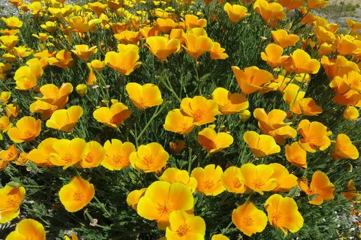 Эшшольция Золотой запад