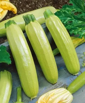 Кабачок Ангелина F1