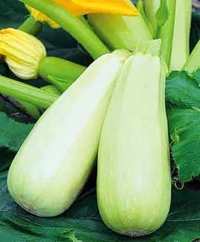 Кабачок Арал F1