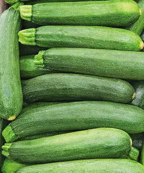 Кабачок Беркут