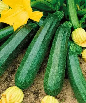 Кабачок Диамант F1