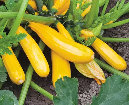 Кабачок Йеллоуфин